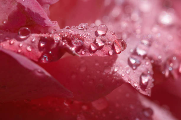 Water droplets on rose petals